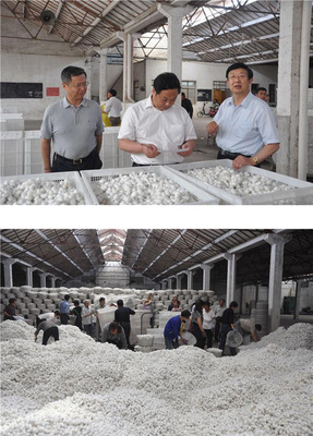 蘇豪股份富安繭絲綢公司6月5號開始春繭收購